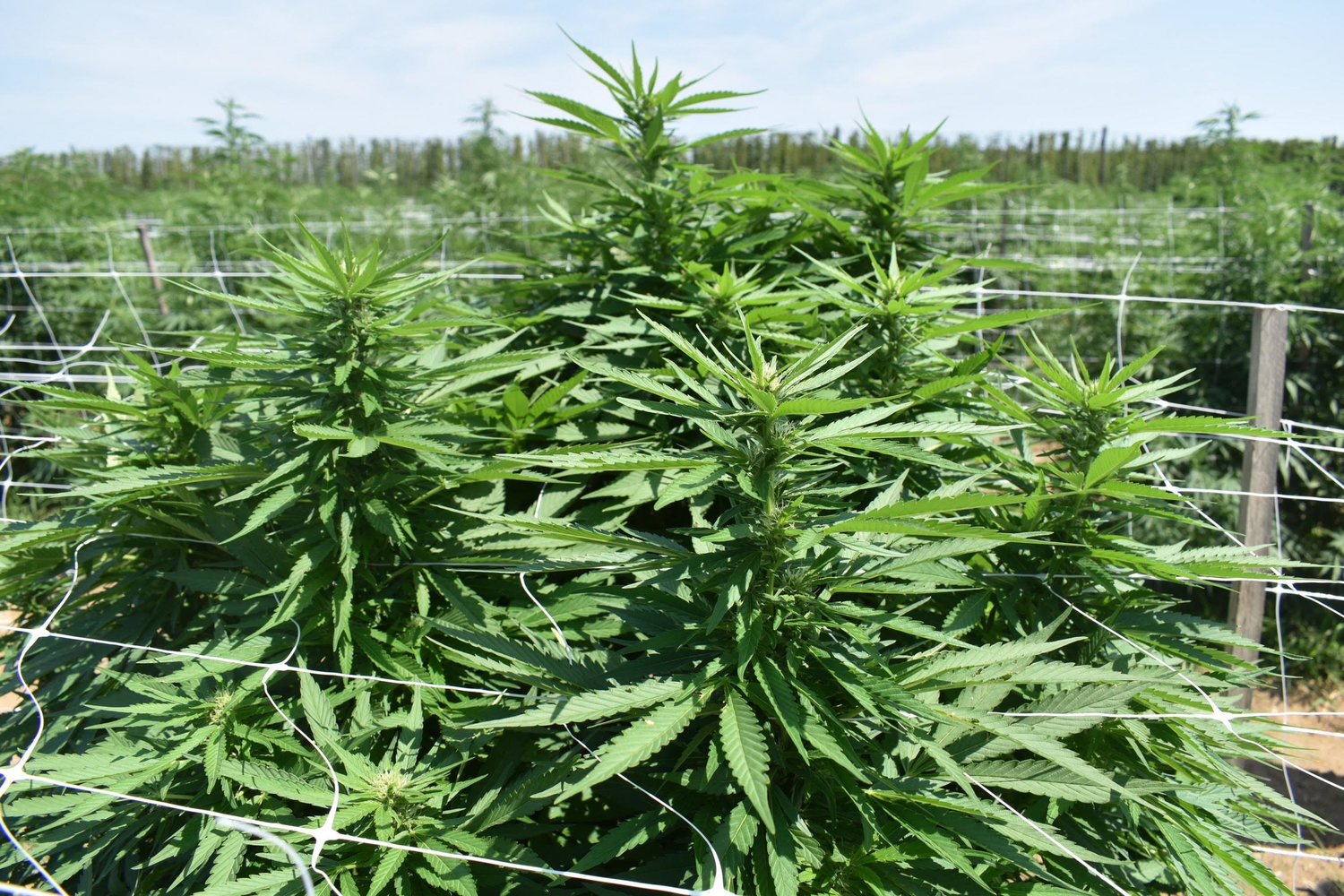The hemp plant is identical in appearance to the marijuana plant. The difference is that a hemp plant contains 0.3 percent or less THC and a marijuana plant contains more. According to Mark Carroll, co-owner of Route 27 Hemp Yard: “Marijuana and hemp plants are identical in appearance, but the genetics are different. It would be impossible to tell them apart.”